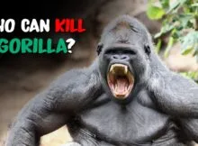 6 Animals That Could Defeat A Gorilla